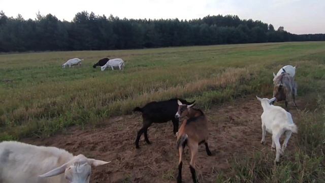 Как заставить коз слушаться смотреть онлайн