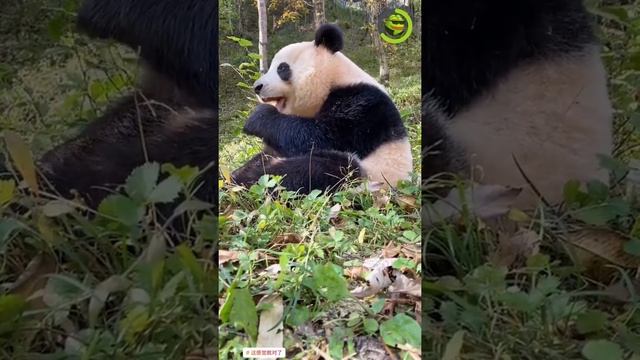 ПАНДА КУШАЕТ #shorts #animals #panda