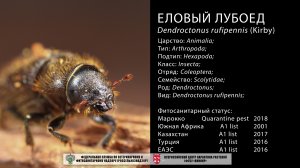 Еловый лубоед (Dendroctonus rufipennis (Kirby))