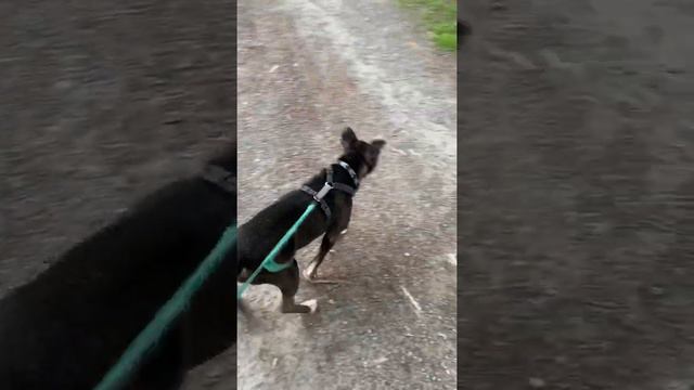 Killer bug смотреть онлайн