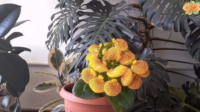 Кальцеолярия