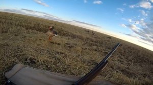 Конец октября. Гуси атакуют.