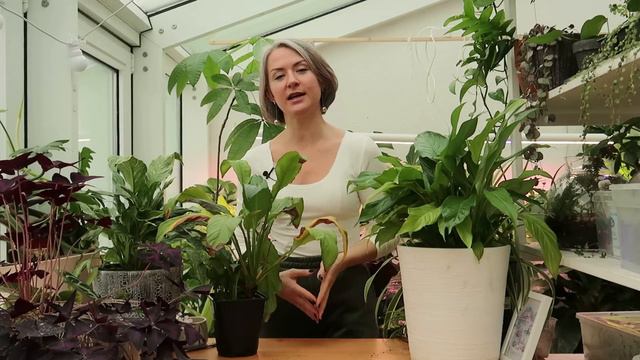 Желтеет спатифиллум / Спатифиллум / Женское счастье / Секреты ухода за спатифиллумом