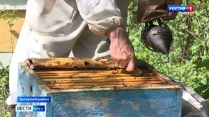 Орловские пчеловоды просят фермеров сообщать о намерениях применять пестициды на полях