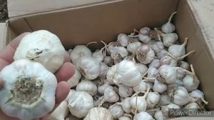 Лучшие способы хранения чеснока в домашних условиях/Сорта чеснока