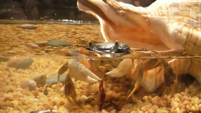 Крабик Федя решил заморить червячка смотреть онлайн