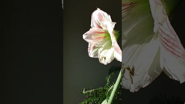 Indoor amaryllis blooming Part 3