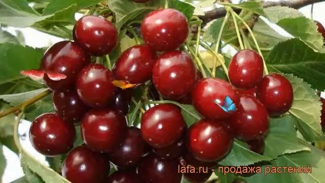 Вишня обыкновенная Память Сахарова ? обзор: как сажать, саженцы вишни Память Сахарова смотреть онлайн