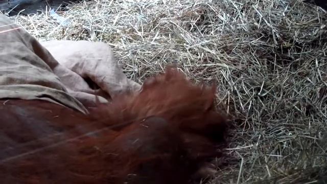 Family Orangutang - семья орангутангов (CANON SX130).mkv смотреть онлайн