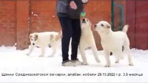 Щенки Среднеазиатской овчарки, алабаи, кобели 3,5 месяца  www.r-risk.ru +79262205603 Татьяна