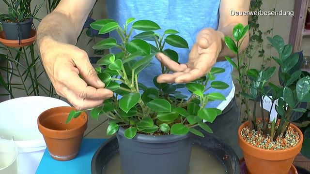Spuckpalme und Peperomia orba umtopfen im Pflanzenreich und viele Updates von Pflanzen im Zimmer смотреть онлайн