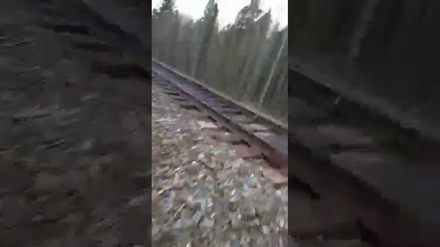 Сегодня таскали Шишко 2,5 километр до рельсы поезд🌲👍 зато нашли место хорошее смотреть онлайн