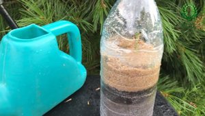 Черенкование роз. часть 1. Сроки черенкования. Техника