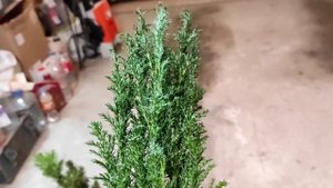 Кипарисовик лавсона элвуди.