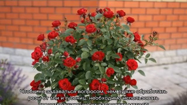 Гусеницы на розах — чем обработать смотреть онлайн
