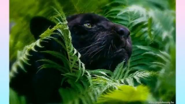 дикие животные слайд шоу