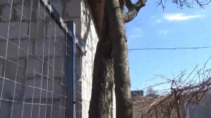 забор между соседом