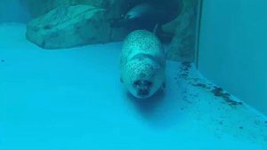 тюлень впечатался в стекло 10 часов