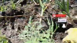 Яровой чеснок, уборка.