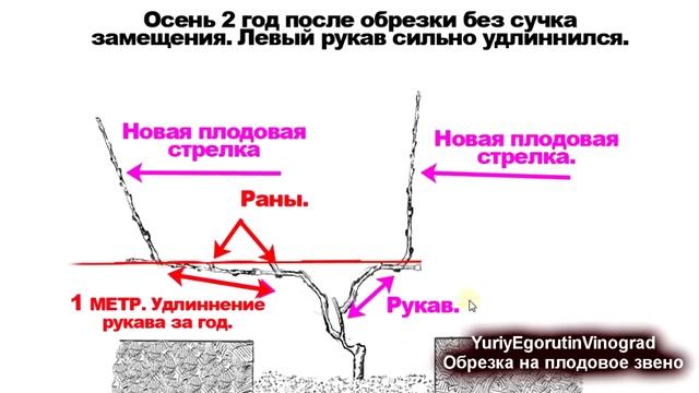 ?  Сущность обрезки. Как сформировать первое плодовое звено на винограде. Часть №3 Школа виноградар