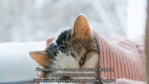 Лимфома у кошек: симптомы и лечение