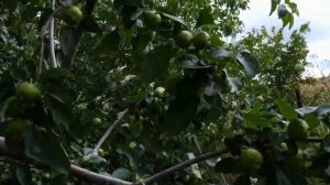 Как победить плодовую гниль и другие болезни на деревьях. Схема обработок.