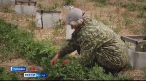 Семья из Рубцовска выращивает на своих алтайских полях итальянские сорта клубники на продажу