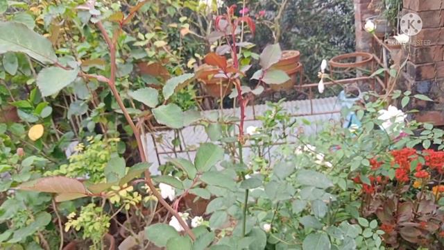 কিভাবে গোলাপ গাছে প্রচুর ফুল পাবো / How to Get More Flowers From Rose Plant смотреть онлайн