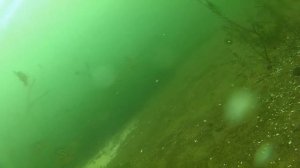 Подводные обитатели озера Арахлей