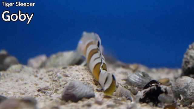 Some of the Most BEAUTIFUL Fish! | Weekly Update