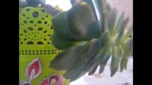 ЦВЕТОК-   КАМЕННАЯ РОЗА  (КОМНАТНОЕ РАСТЕНИЕ)