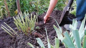 КАК ВЫКОПАТЬ ПИОН? Выкопать десятилетний пион-это вам не шутки!