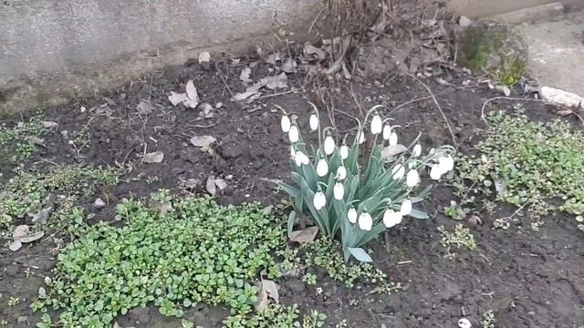 С первым днём весны, друзья! смотреть онлайн