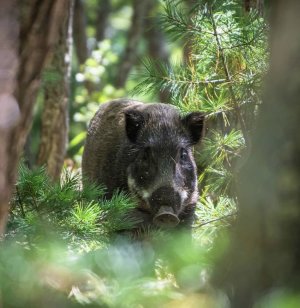 УВИДЕЛИ КАБАНА В ЛЕСУ!! КАКУЮ МАШИНУ Я ХОЧУ КУПИТЬ???