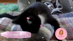 ? Невероятно активный котёнок ?спинальник Тедди?