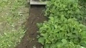 Рыхление междурядий и клубники.mp4