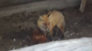Лиса раздирает курицу!!! Слабонервным не смотреть!