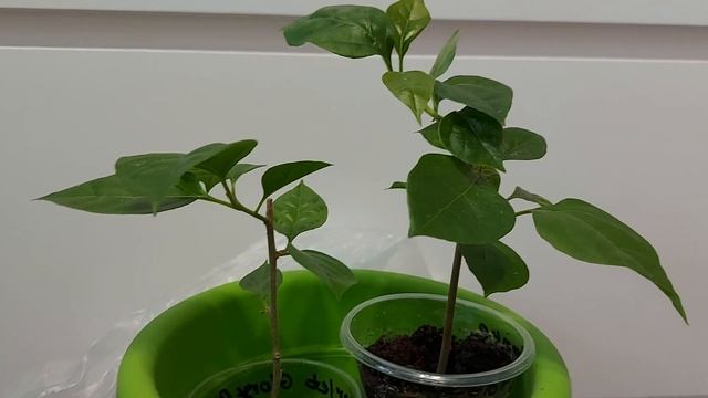 Укоренение бугенвиллий зимой смотреть онлайн