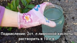 ПОДКОРМИТЕ ЭТИМ ГОРТЕНЗИЮ, чтобы гортензия цвела пышно и обильно!