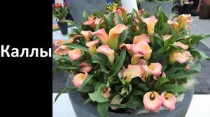 ?ЭТИ ЦВЕТЫ ПРИНОСЯТ В ДОМ ОДНИ БЕДЫ | ОПАСНЫЕ ЦВЕТЫ В ДОМЕ