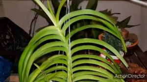 Vanda tessellata blue-Пооодаааароооок от Подруги и GreenMall!!!😆🥰🥰🥰🥰