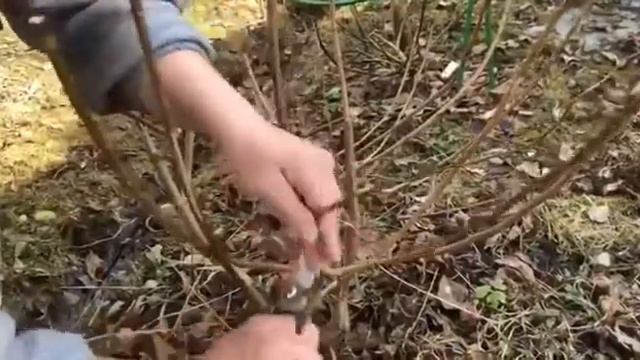 Все тонкости обрезки метельчатых гортензий смотреть онлайн