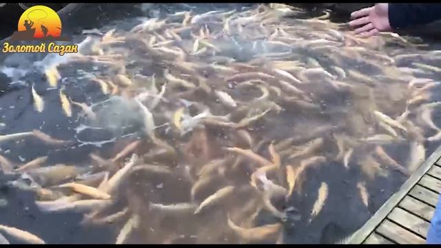 Мы привезли очень много рыбы! смотреть онлайн