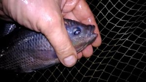Мозамбикская тиляпия! The Mozambique tilapia