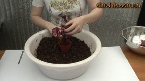 Пересадка деток бегоний