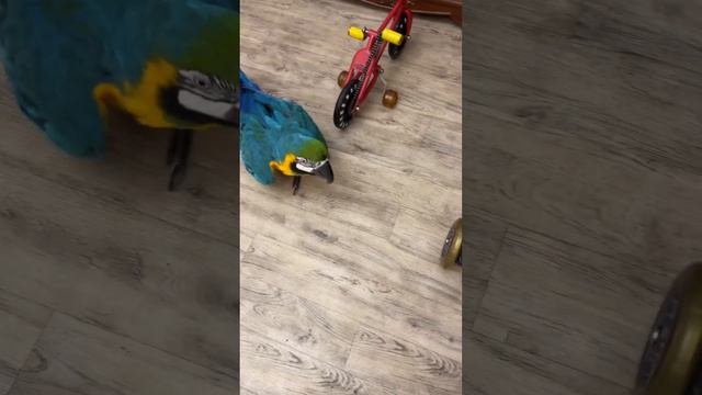 parrot on a bike