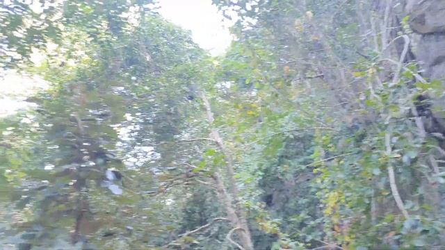 Обезьянки Таиланд, национальный морской парк Анг Тонг смотреть онлайн