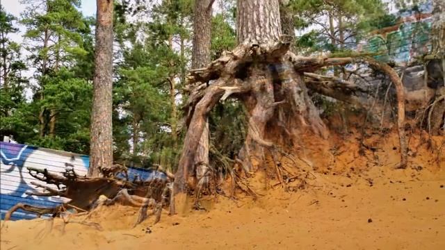 Оредеж в Вырице смотреть онлайн