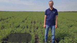 УДОБРЕНИЯ на нуте. Проверяем эффективность их применения.