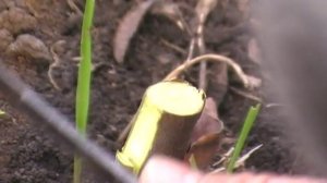 Прививка яблони в приклад